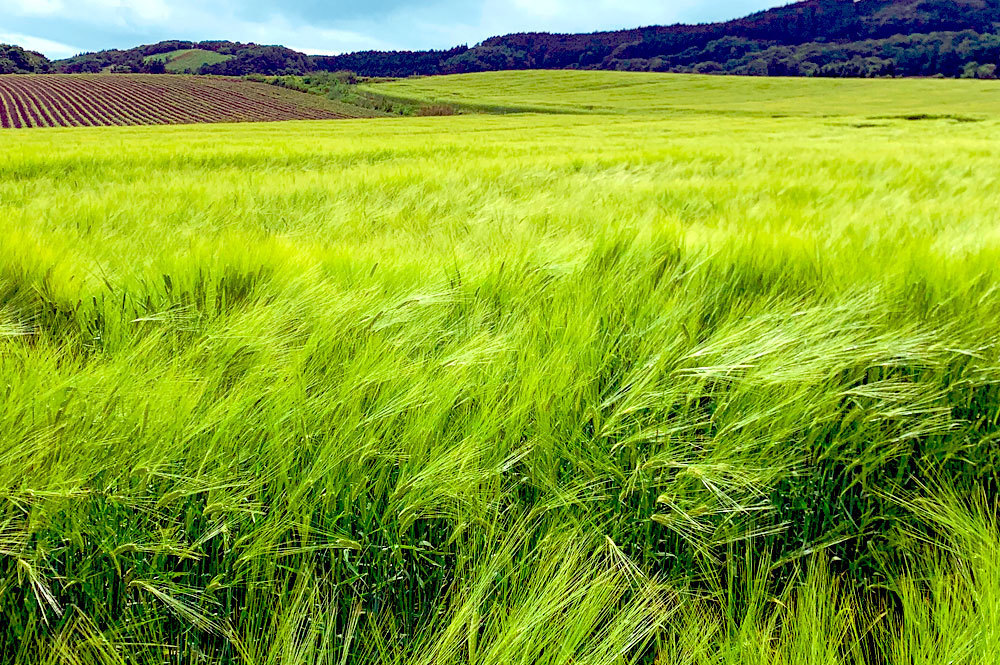北海道乙部町産大麦麦芽の栽培